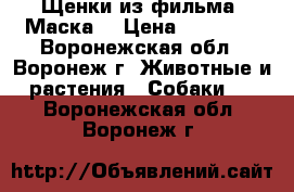 Щенки из фильма “Маска“ › Цена ­ 18 000 - Воронежская обл., Воронеж г. Животные и растения » Собаки   . Воронежская обл.,Воронеж г.